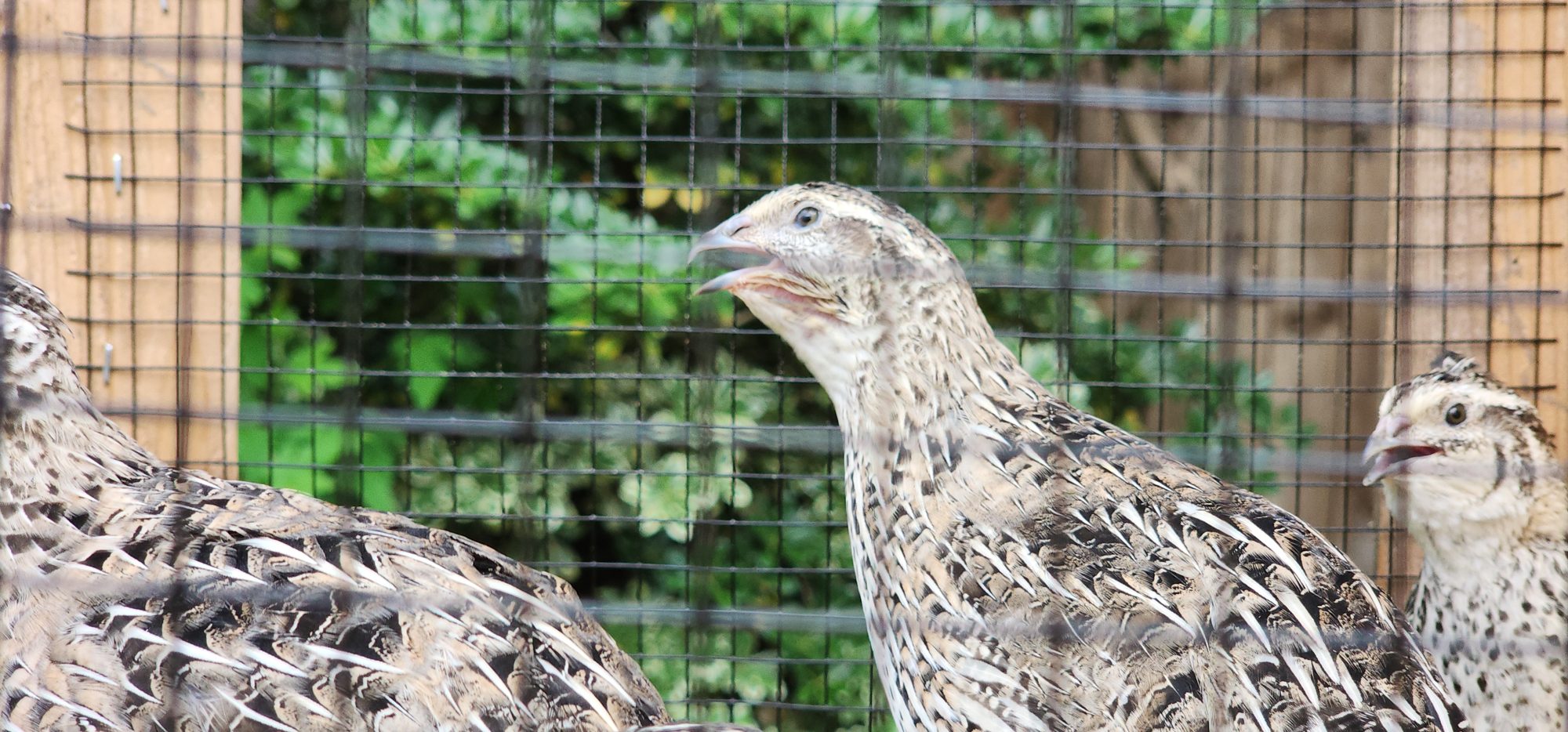 A quail calling