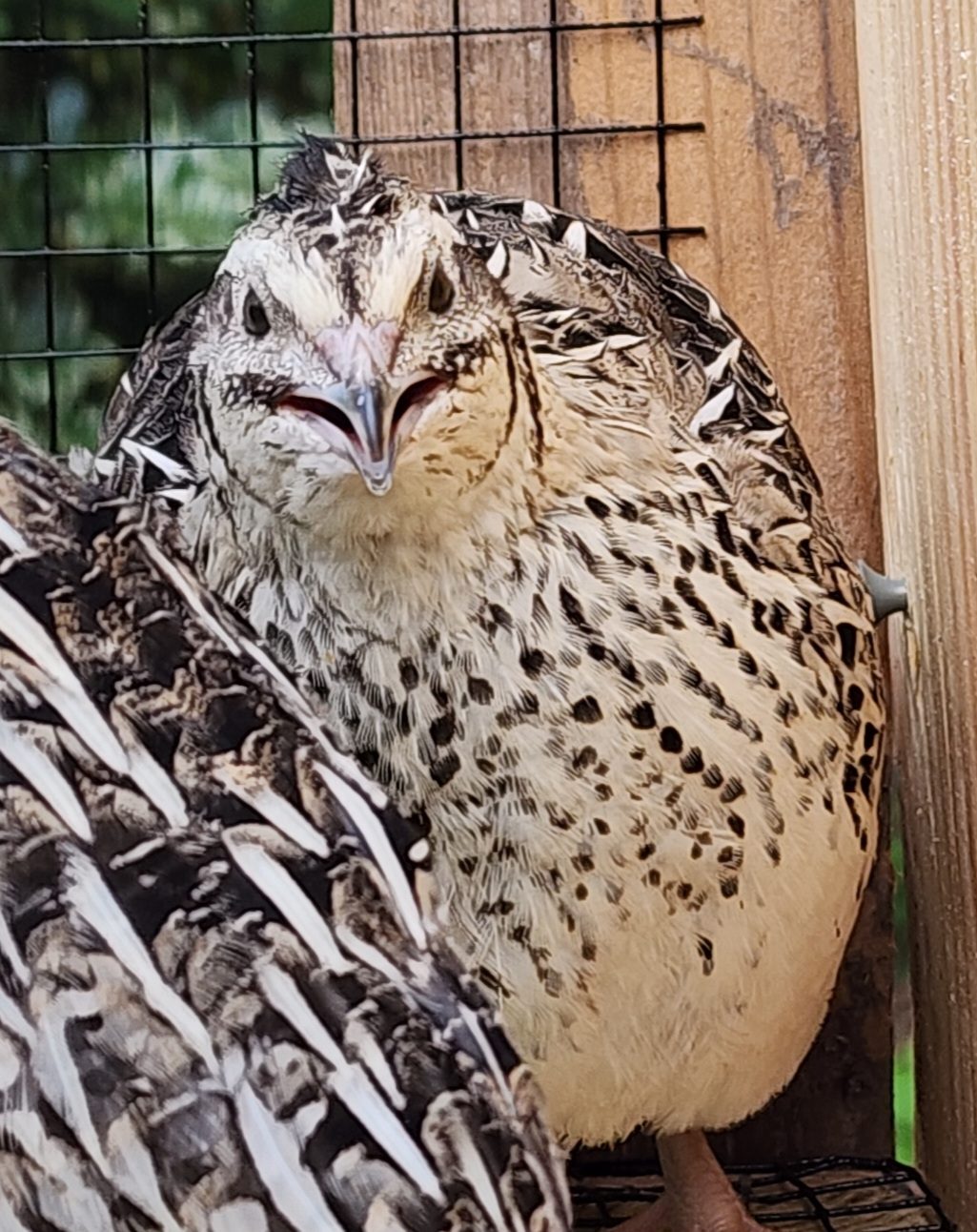 Close-up of a quail