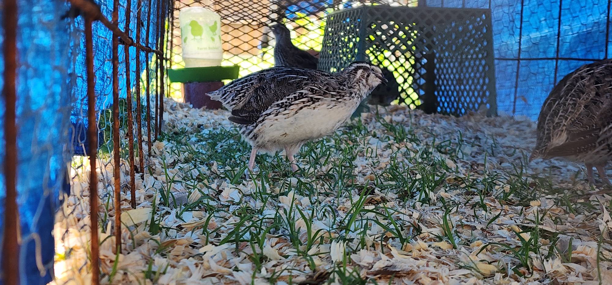A quail on wood shavings and grass